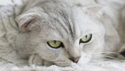 九游体育登录入口-东契奇再拿三双独行侠再胜，东契奇39分独行侠再胜快船